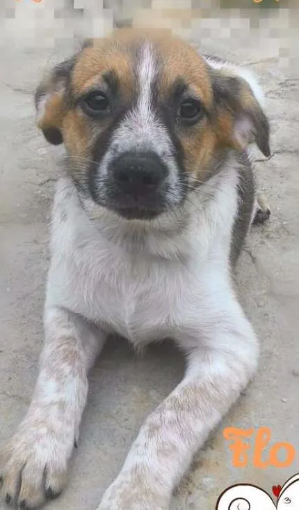 Cachorro ra a SRD idade 2 a 6 meses nome FLOR