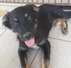 Cachorro raça Vira latas  idade  nome Amora (fêmea), toby