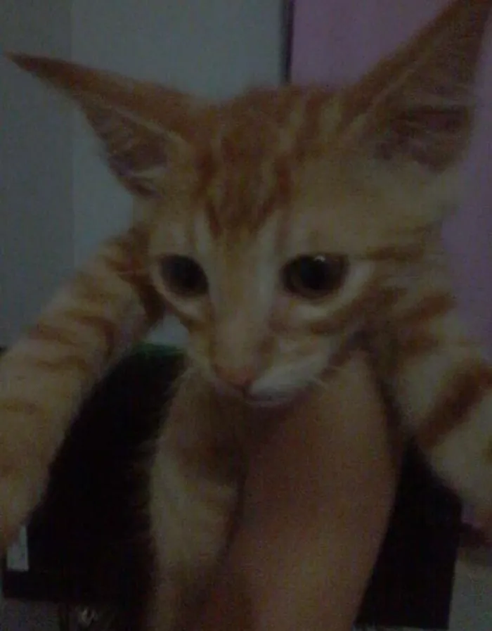 Gato ra a Viralata idade 2 a 6 meses nome Luna
