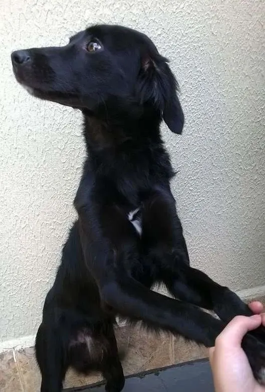 Cachorro ra a vira lata idade 7 a 11 meses nome chico