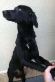 chico