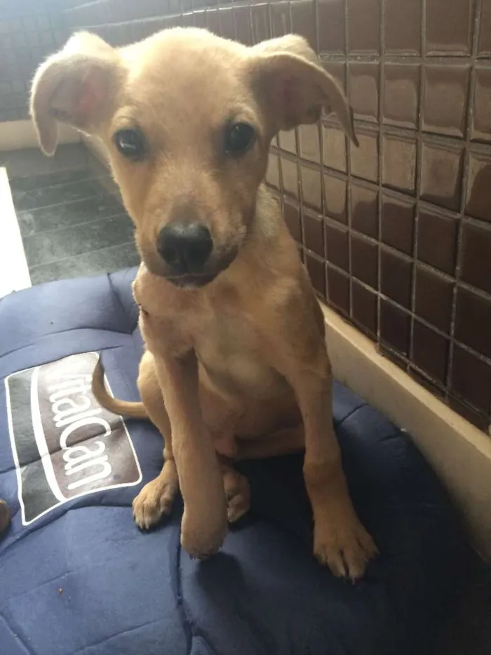 Cachorro raça SRD idade 2 a 6 meses nome Vitório