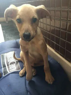 Cachorro raça SRD idade 2 a 6 meses nome Vitório