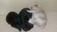 3 filhotes