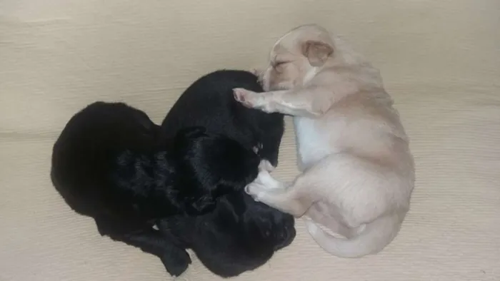 Cachorro ra a viralata idade Abaixo de 2 meses nome 3 filhotes