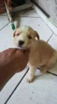3 filhotes