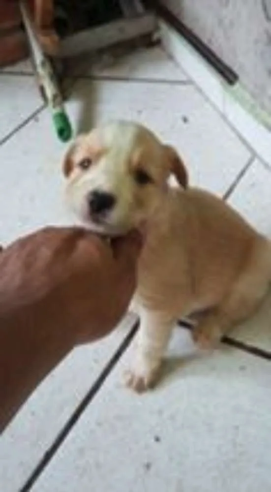 Cachorro ra a viralata idade Abaixo de 2 meses nome 3 filhotes