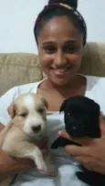 3 filhotes