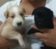 3 filhotes