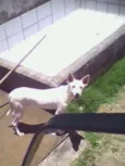 jolie