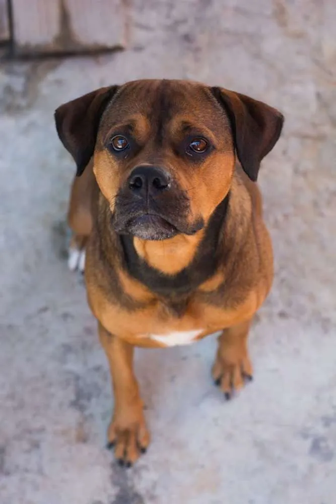 Cachorro ra a fila ( eu acho) idade 2 anos nome shakira