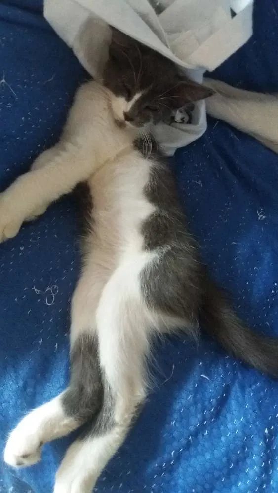 Gato ra a não identifico idade 2 a 6 meses nome não tem