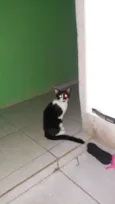 não tem