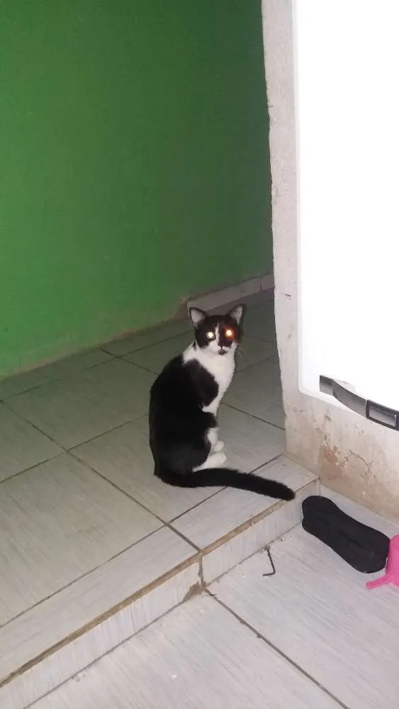 Gato ra a não identifico idade 2 a 6 meses nome não tem