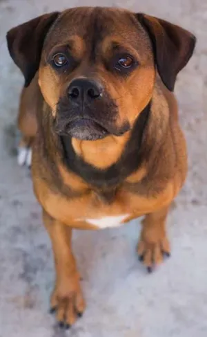 Cachorro raça fila ( eu acho) idade 2 anos nome shakira