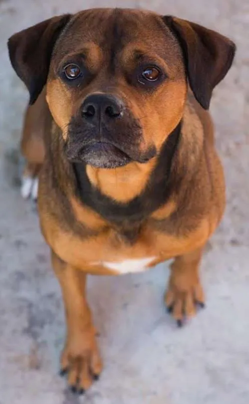 Cachorro ra a fila ( eu acho) idade 2 anos nome shakira