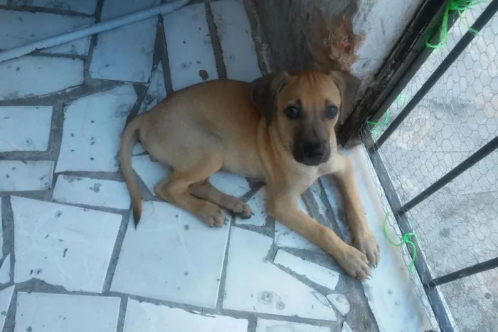 Cachorro raça Vira-lata idade 2 a 6 meses nome Ren