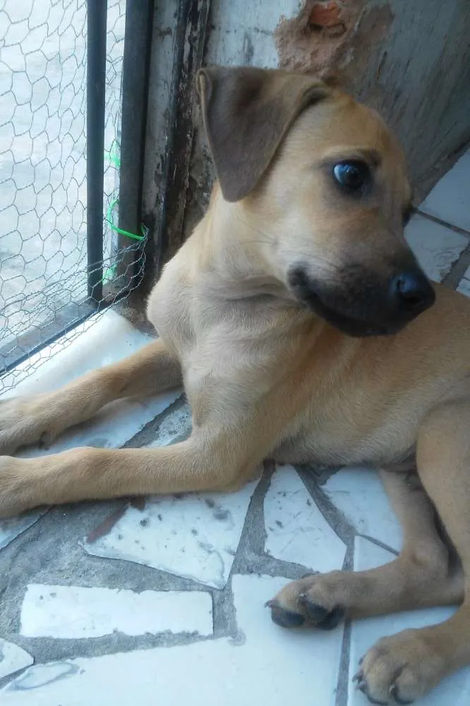 Cachorro raça Vira-lata idade 2 a 6 meses nome Ren