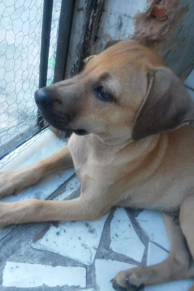 Cachorro raça Vira-lata idade 2 a 6 meses nome Ren