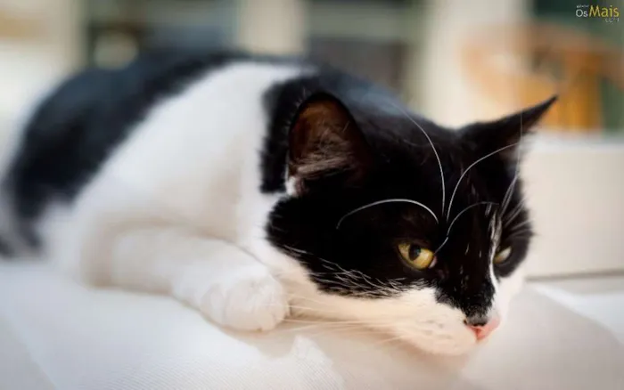 Gato raça  idade 4 anos nome Leid
