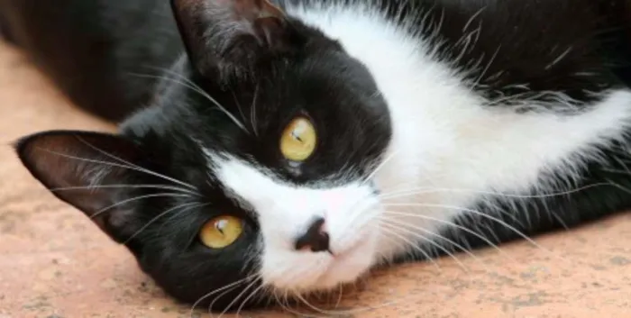 Gato raça  idade 4 anos nome Leid