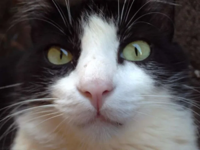 Gato raça  idade 4 anos nome Leid