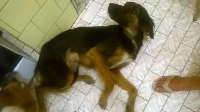 Cachorro ra a INDEFINIDA idade 1 ano nome NEGUINHO