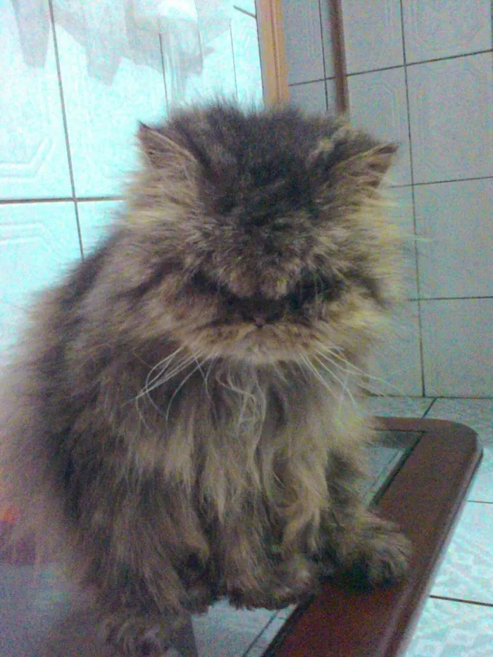 Gato ra a persa mestiço idade 6 ou mais anos nome Billy