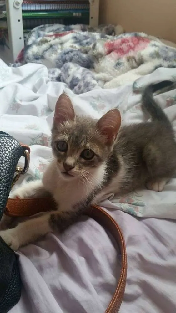 Gato ra a  idade 2 a 6 meses nome Zeus
