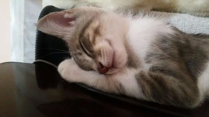 Gato ra a  idade 2 a 6 meses nome Zeus
