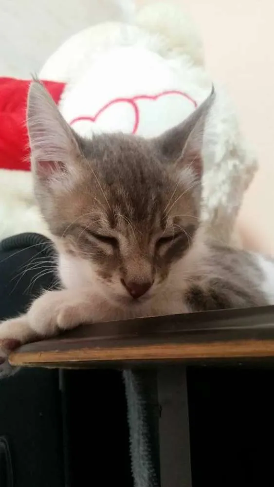 Gato ra a  idade 2 a 6 meses nome Zeus