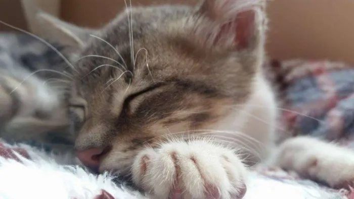 Gato ra a  idade 2 a 6 meses nome Zeus