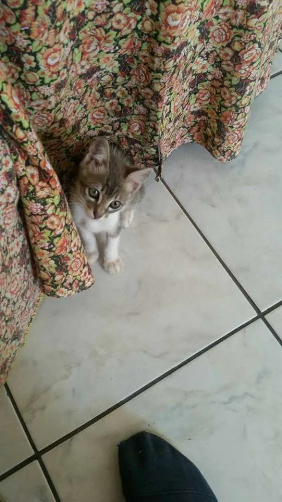 Gato ra a  idade 2 a 6 meses nome Zeus