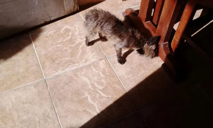 Cachorro ra a Mix de Yorkshire idade 1 ano nome EMILY