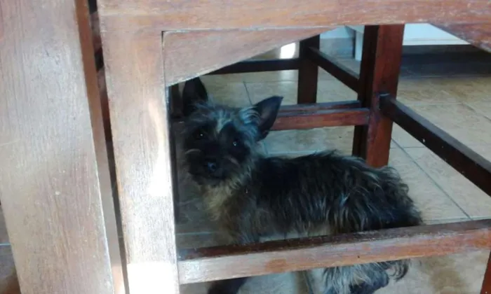 Cachorro ra a Mix de Yorkshire idade 1 ano nome EMILY