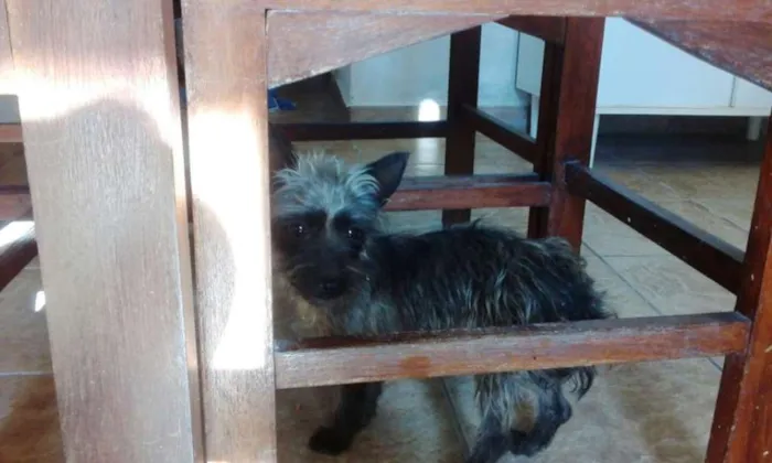 Cachorro ra a Mix de Yorkshire idade 1 ano nome EMILY