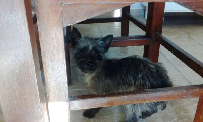 Cachorro ra a Mix de Yorkshire idade 1 ano nome EMILY