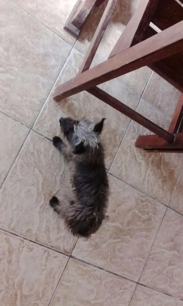 Cachorro ra a Mix de Yorkshire idade 1 ano nome EMILY