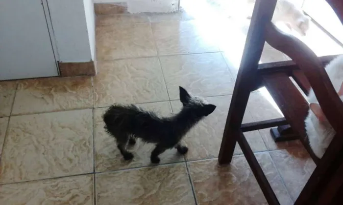 Cachorro ra a Mix de Yorkshire idade 1 ano nome EMILY