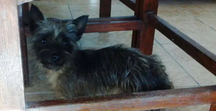 Cachorro ra a Mix de Yorkshire idade 1 ano nome EMILY
