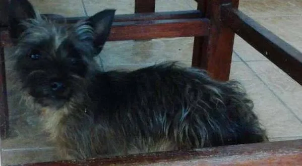 Cachorro ra a Mix de Yorkshire idade 1 ano nome EMILY