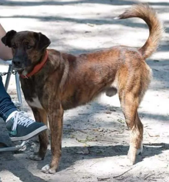 Cachorro ra a SRD idade 2 anos nome Babão