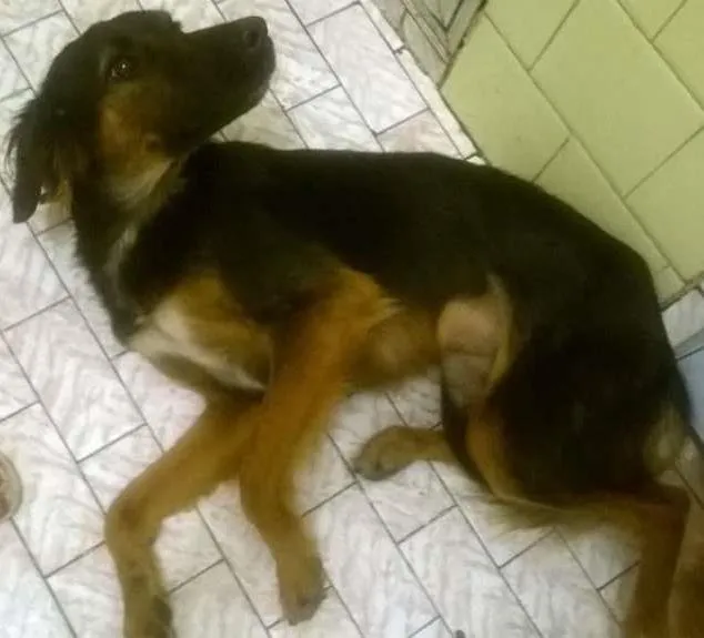 Cachorro ra a INDEFINIDA idade 1 ano nome NEGUINHO