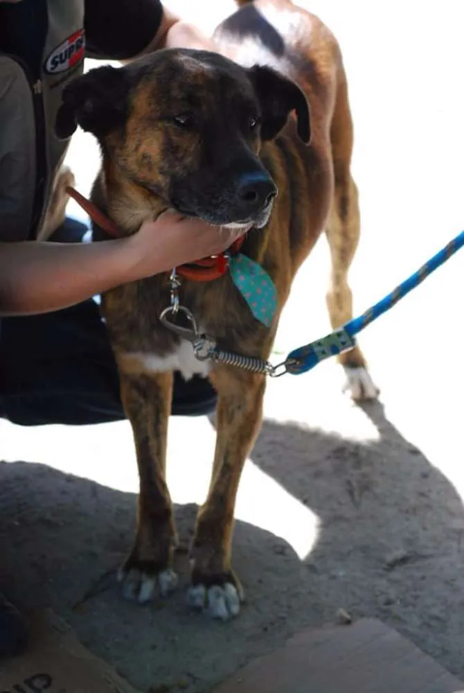 Cachorro ra a SRD idade 2 anos nome Babão