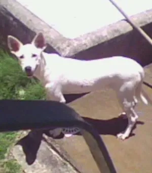 Cachorro raça vira lata idade 4 anos nome jolie
