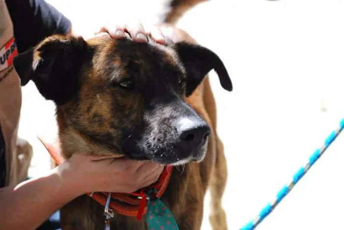 Cachorro ra a SRD idade 2 anos nome Babão