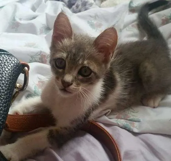 Gato ra a  idade 2 a 6 meses nome Zeus