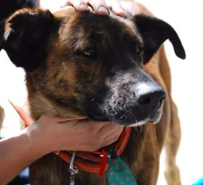 Cachorro ra a SRD idade 2 anos nome Babão