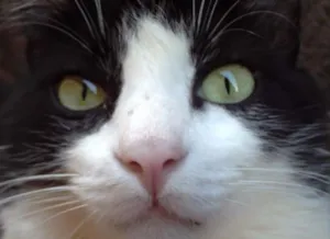Gato raça  idade 4 anos nome Leid