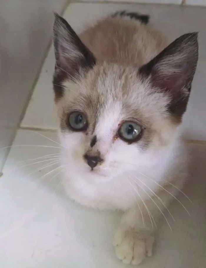 Gato ra a mestiça idade Abaixo de 2 meses nome Lilly